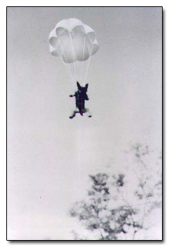 dogs parachuting