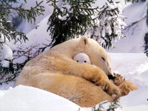polar_bear_-_a_naughty_tot